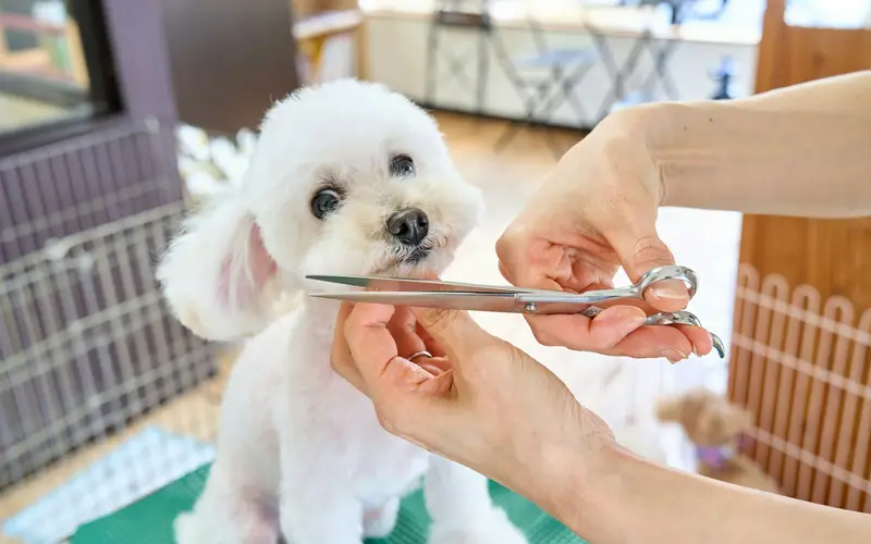 A groomer trimming the face of a small white dog with scissors